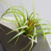Wall Art Vases Aesthetic Decoration Home Vases Modern Room Design Figurines Jardiniere Ikebana Stem Holder Jardiniere Creative